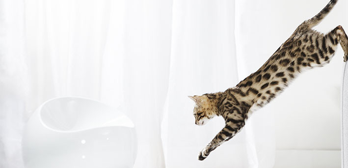 Кошка прыгает