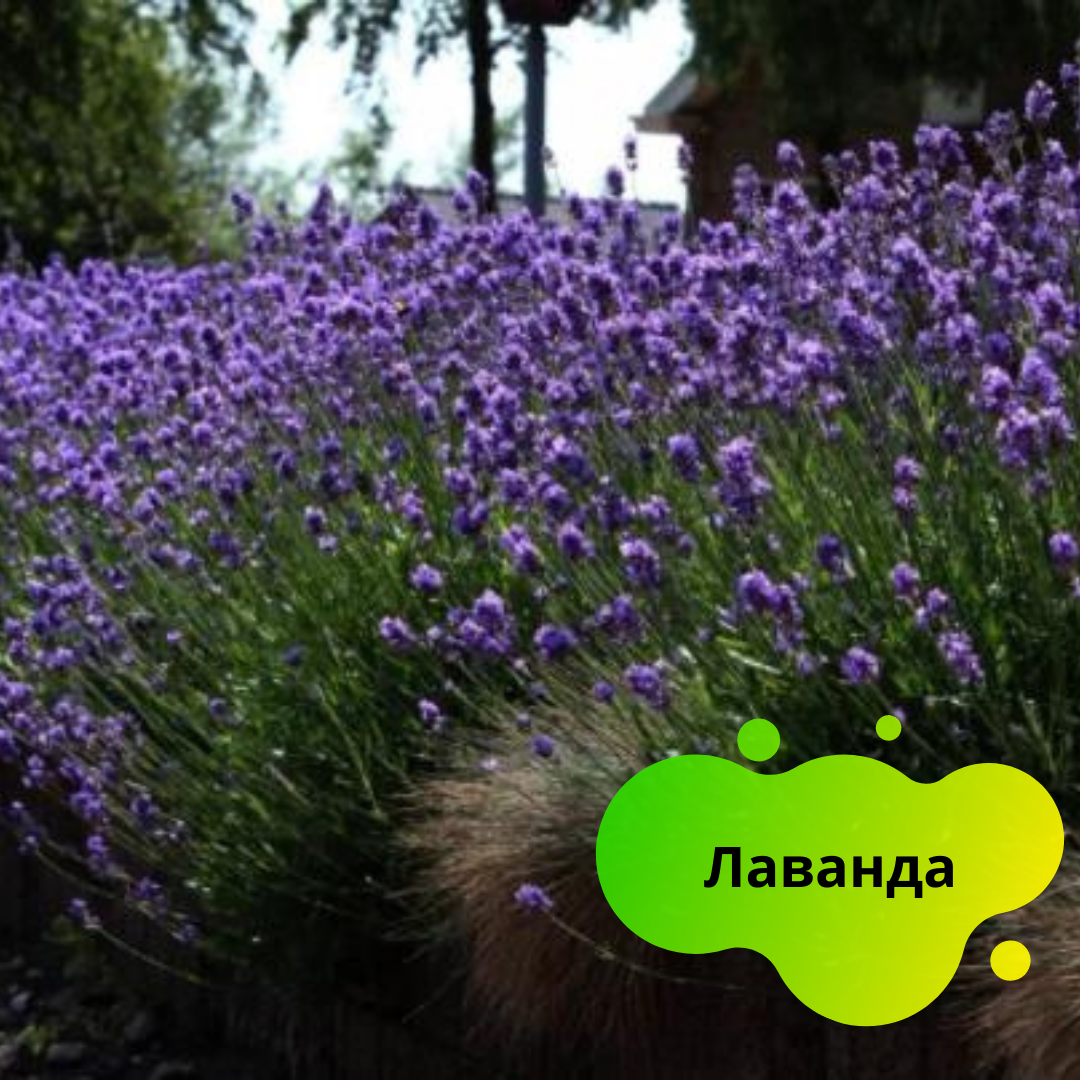Лаванда - завораживает ароматом каждого проходящего