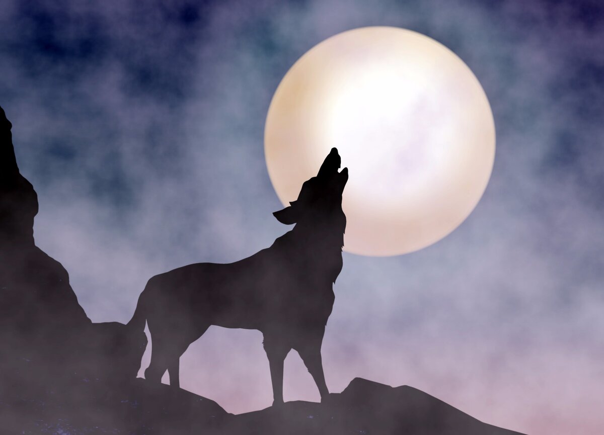 Вой собак на луну. Собака в лунном свете. Волк в лунном свете. Волк на свету. Полнолуние и оборотни.
