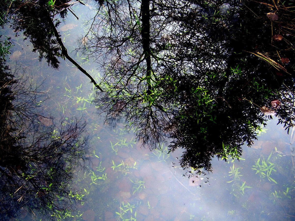 Фото автора. Отражение в воде, просто очень нравится это фото.