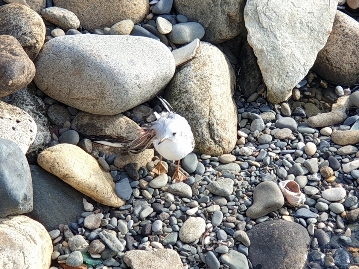 С крылышком явно было что-то не так