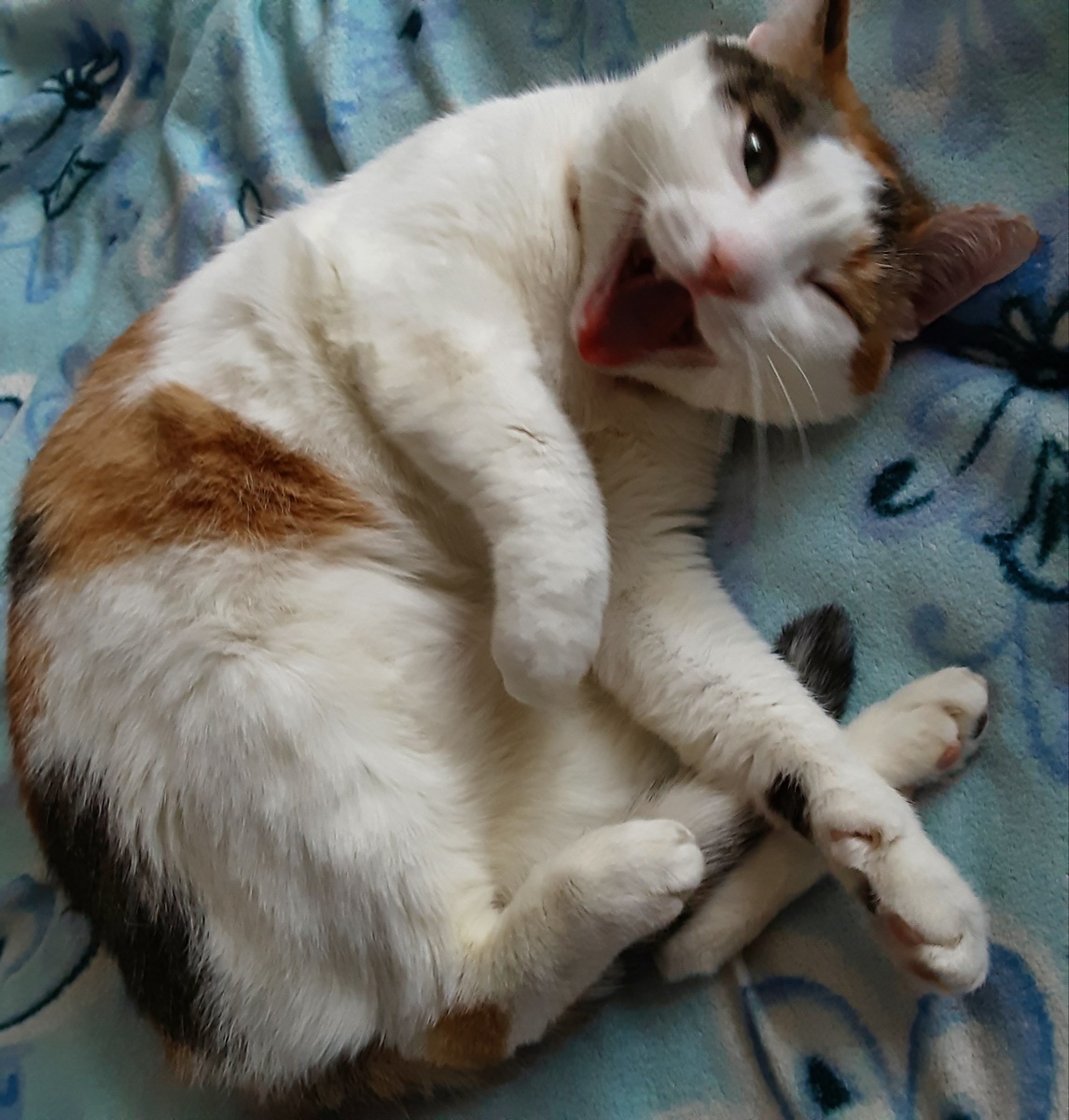 Бася-настоящий арлекин (фото автора).