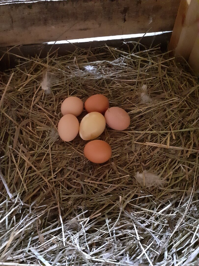 Гнездо курочек с яичками
