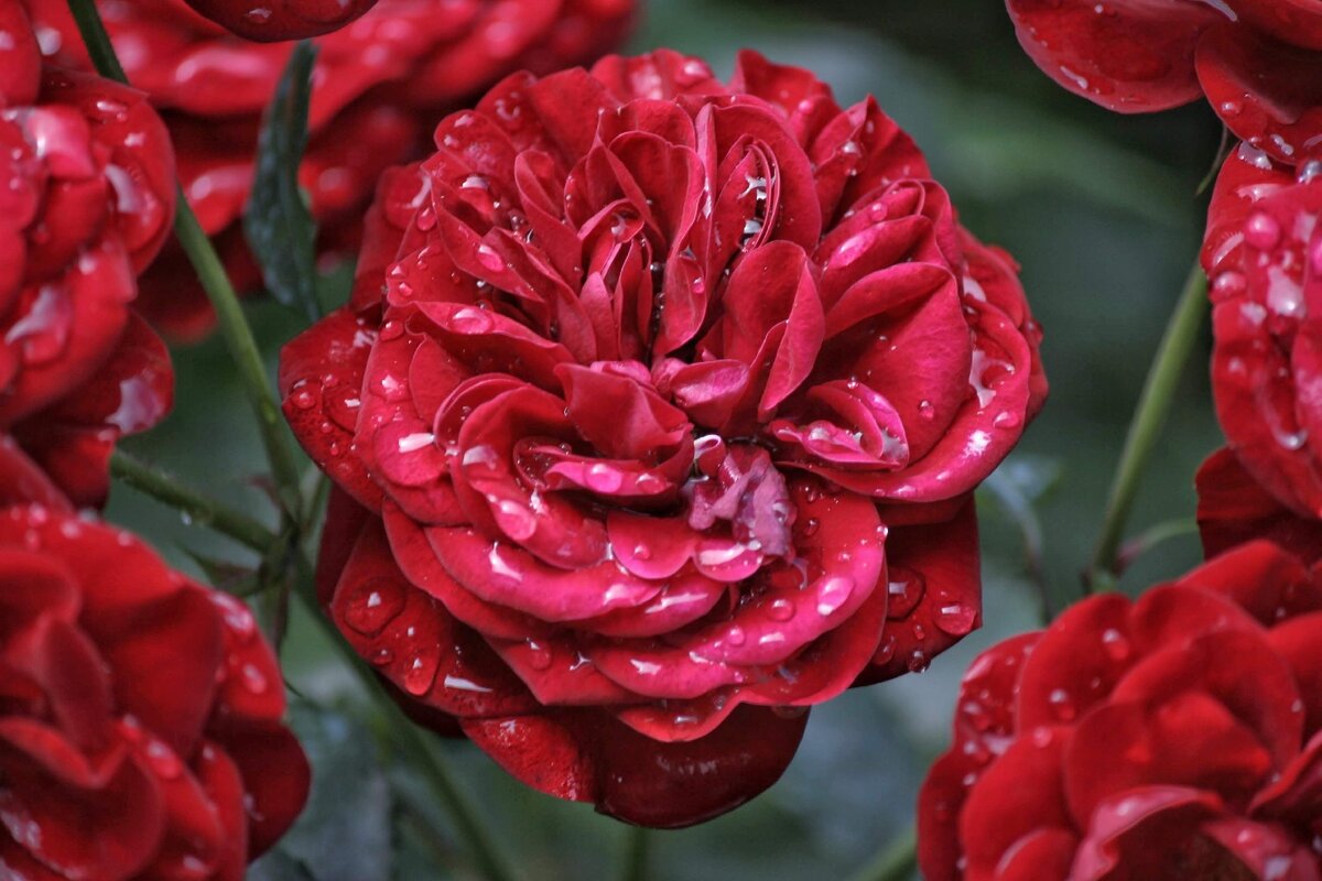 Розы после дождя