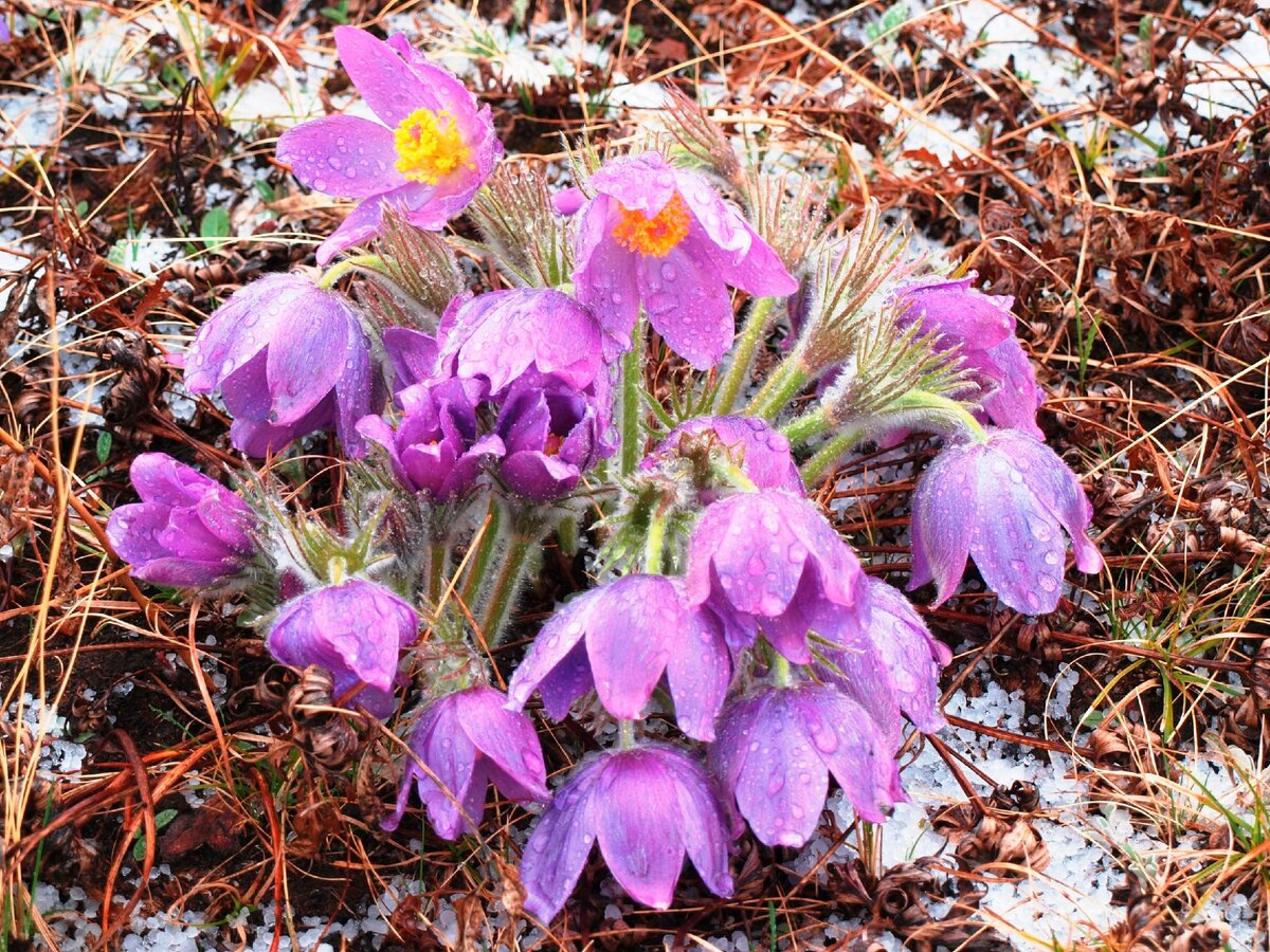 Одним из весенних первоцветов в Сибири является Простре́л семейства Лютиковые. Народные названия: сон-трава и подснежники, на Дальнем Востоке также «Ургуй» («подснежный лютик») или ургульки
