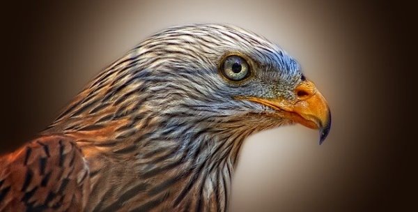 Image by Peter Dargatz from Pixabay  