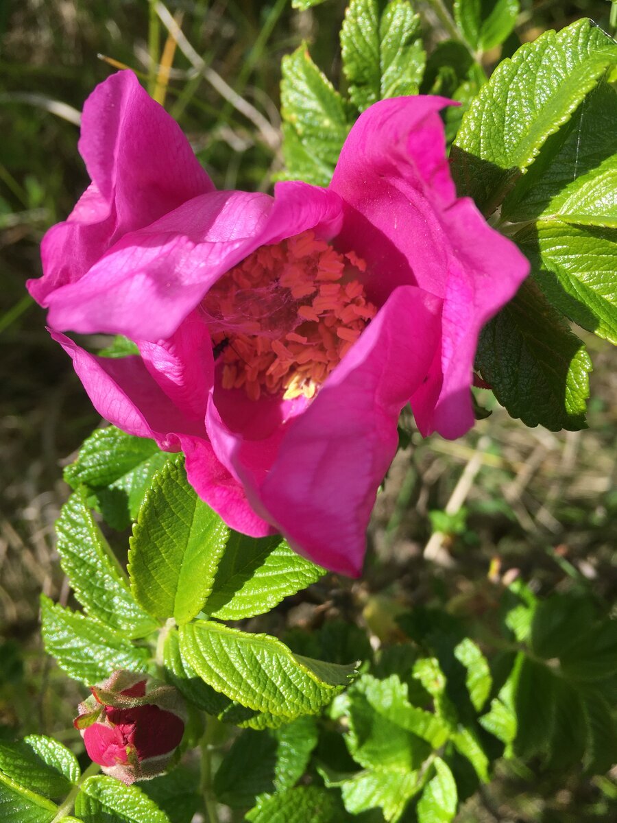 Шиповник морщинистый с Голубых озёр. Фото И. Костевич
