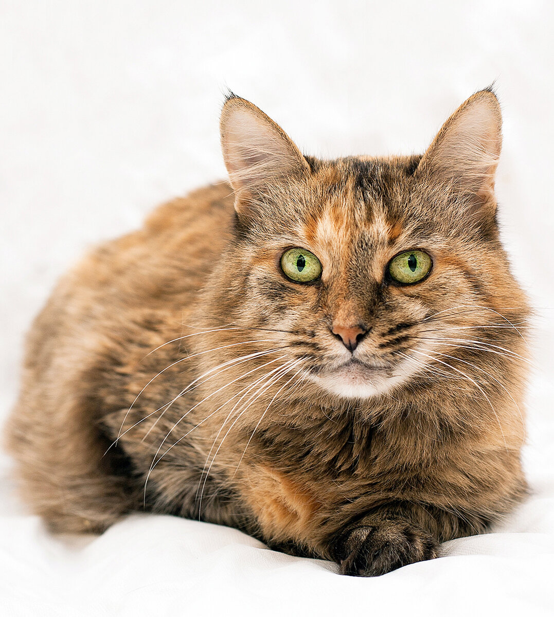 Правда кисонька красавица? 