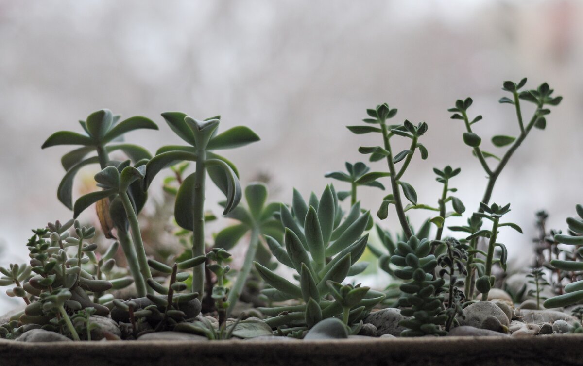 Первая зимовка, к-к-комбо: сушёные и потянутые растения одновременно