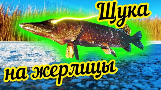 Ловля щуки зимой на жерлицы