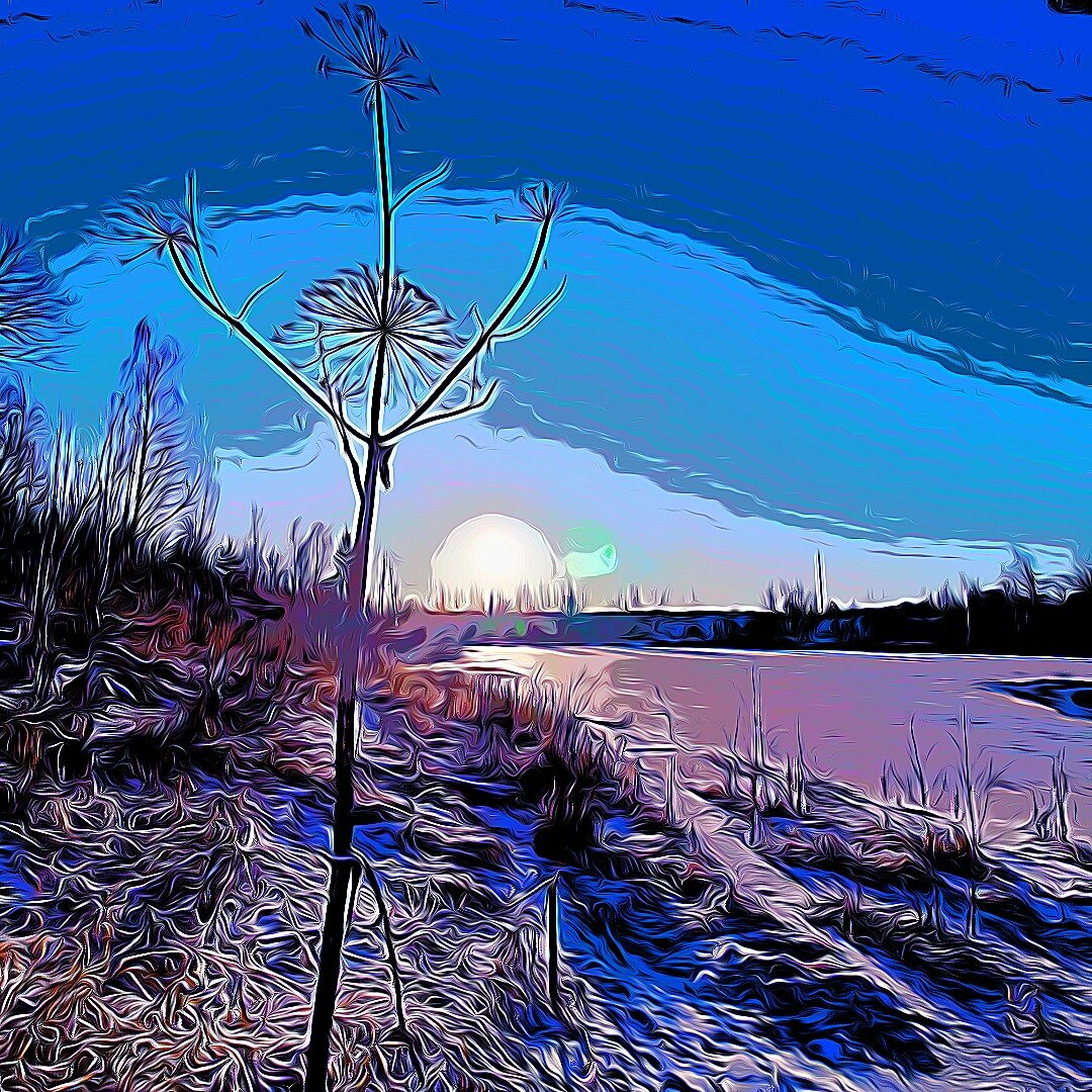 Борщевик в Подмосковье распространенное явление