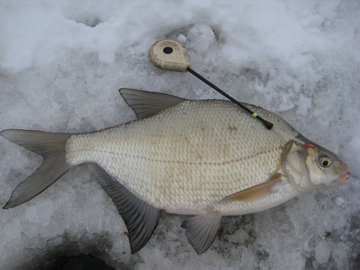 На глубине  10 см можно поймать даже широкобокого леща. Фото автора.