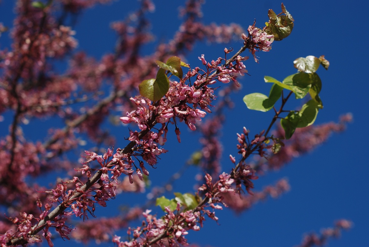 Цветущий Крым. Ну как не влюбиться?