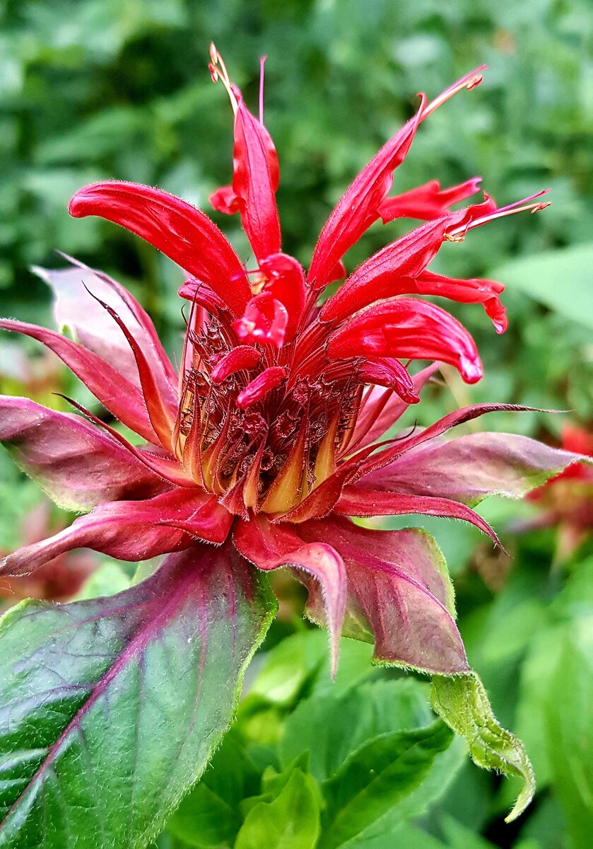 Моя Монарда - Рассмотрите эту красоту,   и неприхотливый 