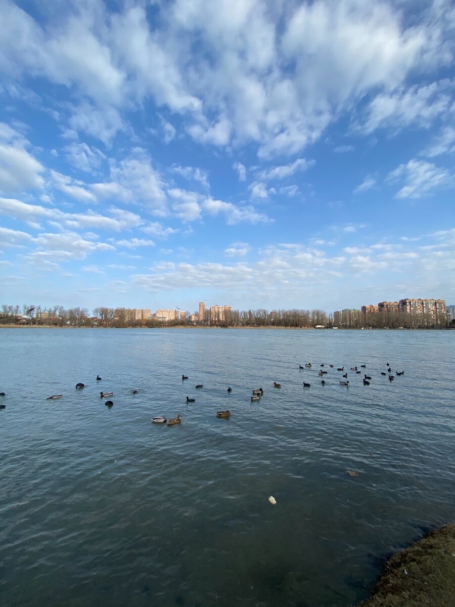 Дикие - городские утки