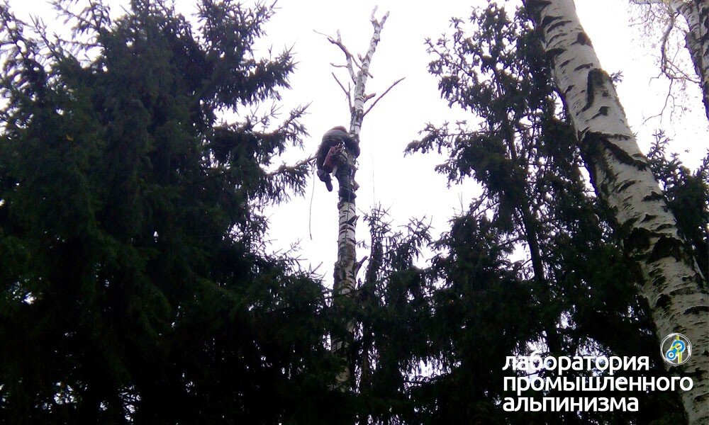 Как спилить высокое дерево на участке: правила удаления больших деревьев