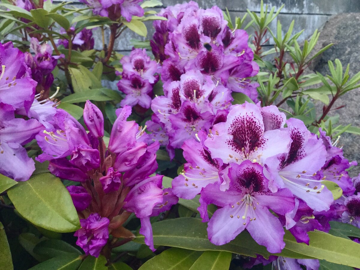 Рододендрон гибридный libretto. Рододендрон гибридный (сорт 'lavendula'). Цветок либретто. Рододендрон гибридный libretto. Рододендрон шлиппенбаха обыкновенная.