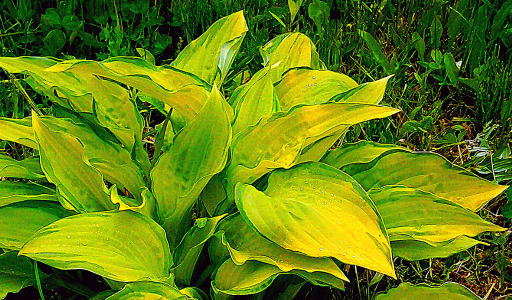 Хоста с желтыми цветами. Хоста курчавая (Hosta crispula). Хоста кудрявая. Хоста кудреватая. Хоста кудрявая пестрая сорт.