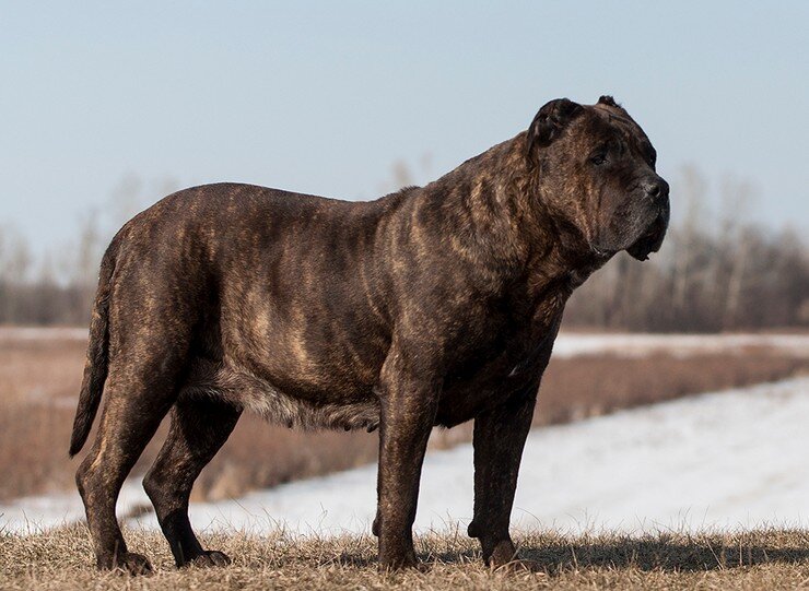 Канарский дог