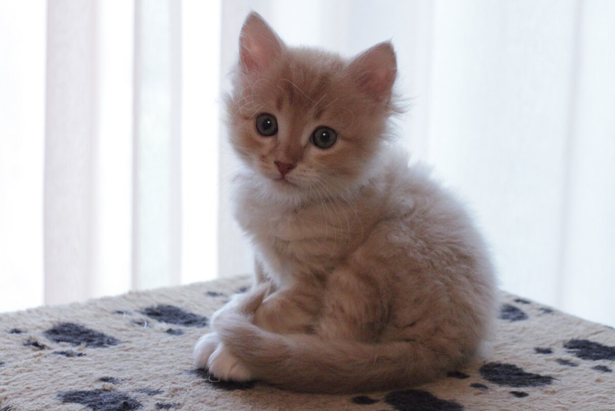 Кто бы мог подумать, что из пепельного котёнка вырастет шикарный  огненно-рыжий кот | Коты&Люди | Дзен
