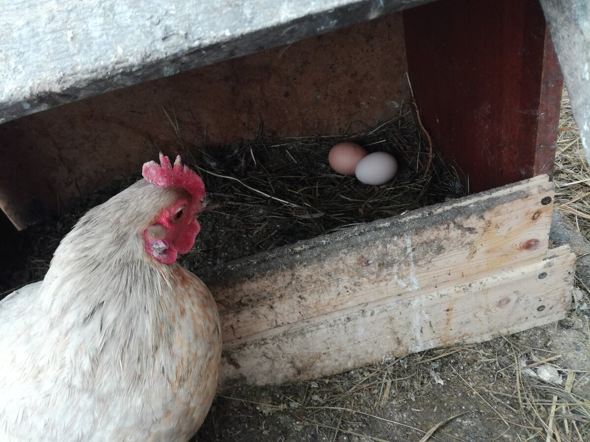 Фото автора. 