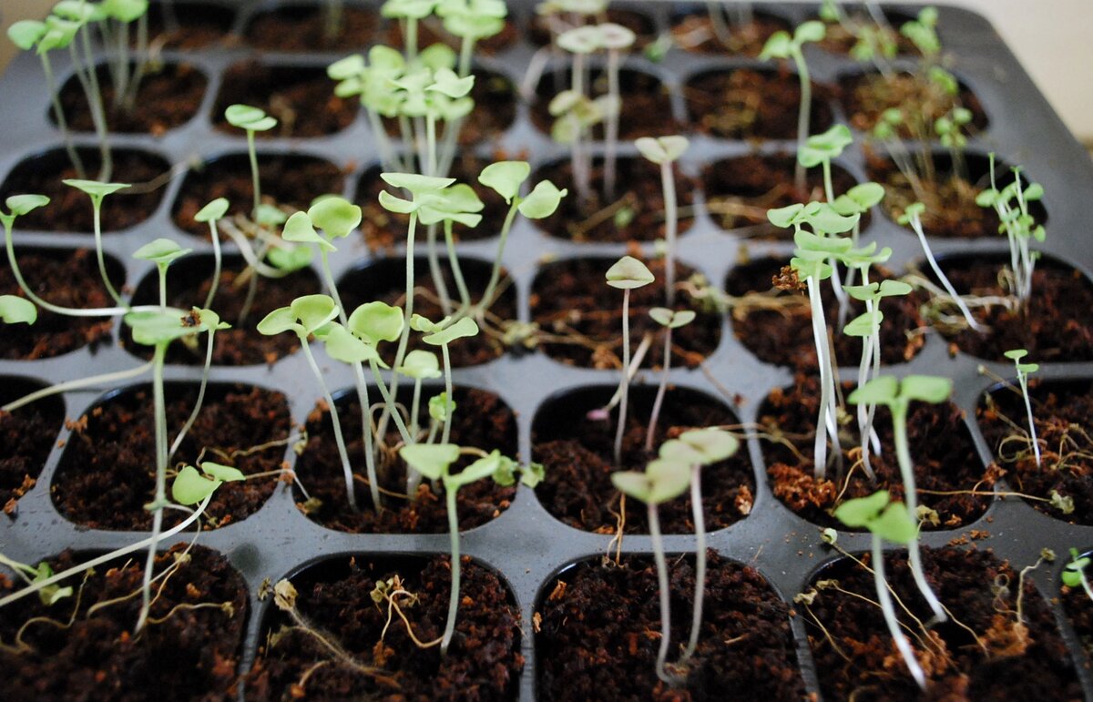 Питательный грунт для рассады в мешке