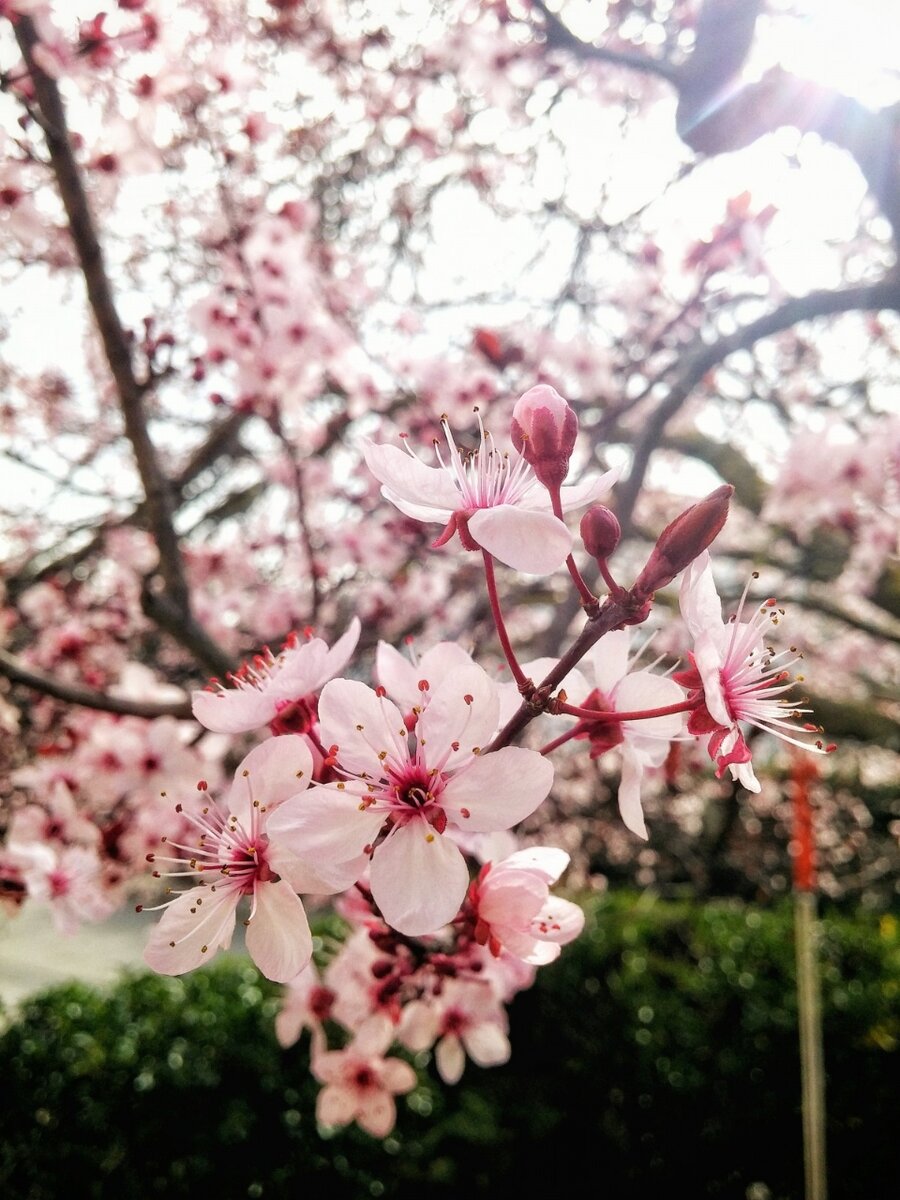 Вишнёвый цвет 