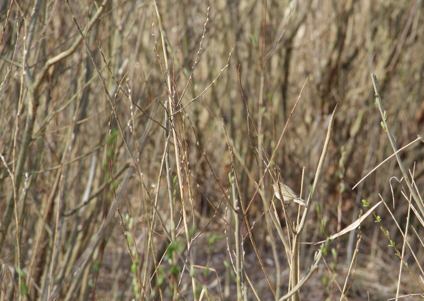 Найдите на снимке птичку :)