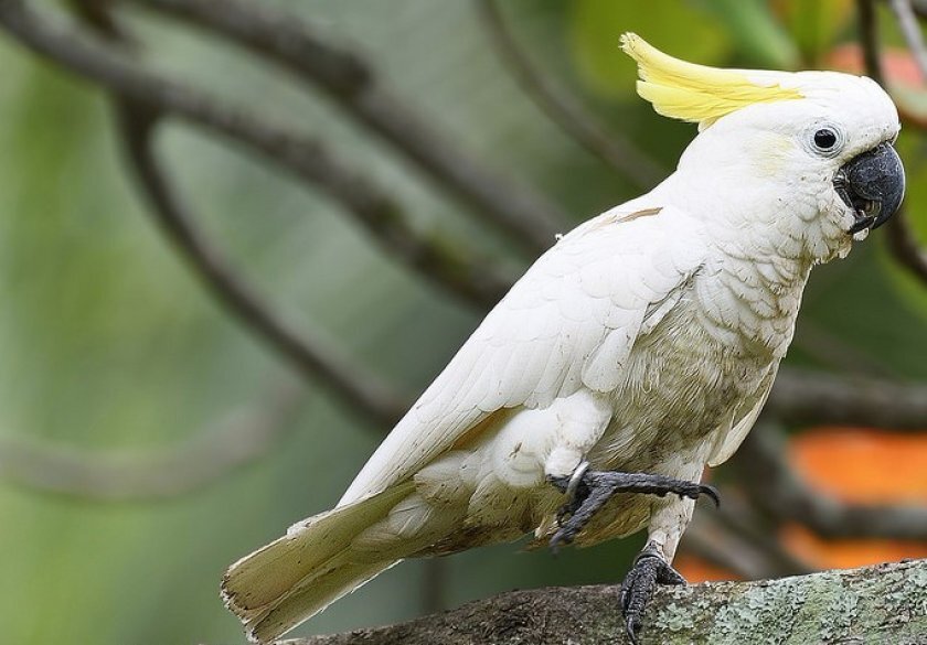 Какаду гоффина. 