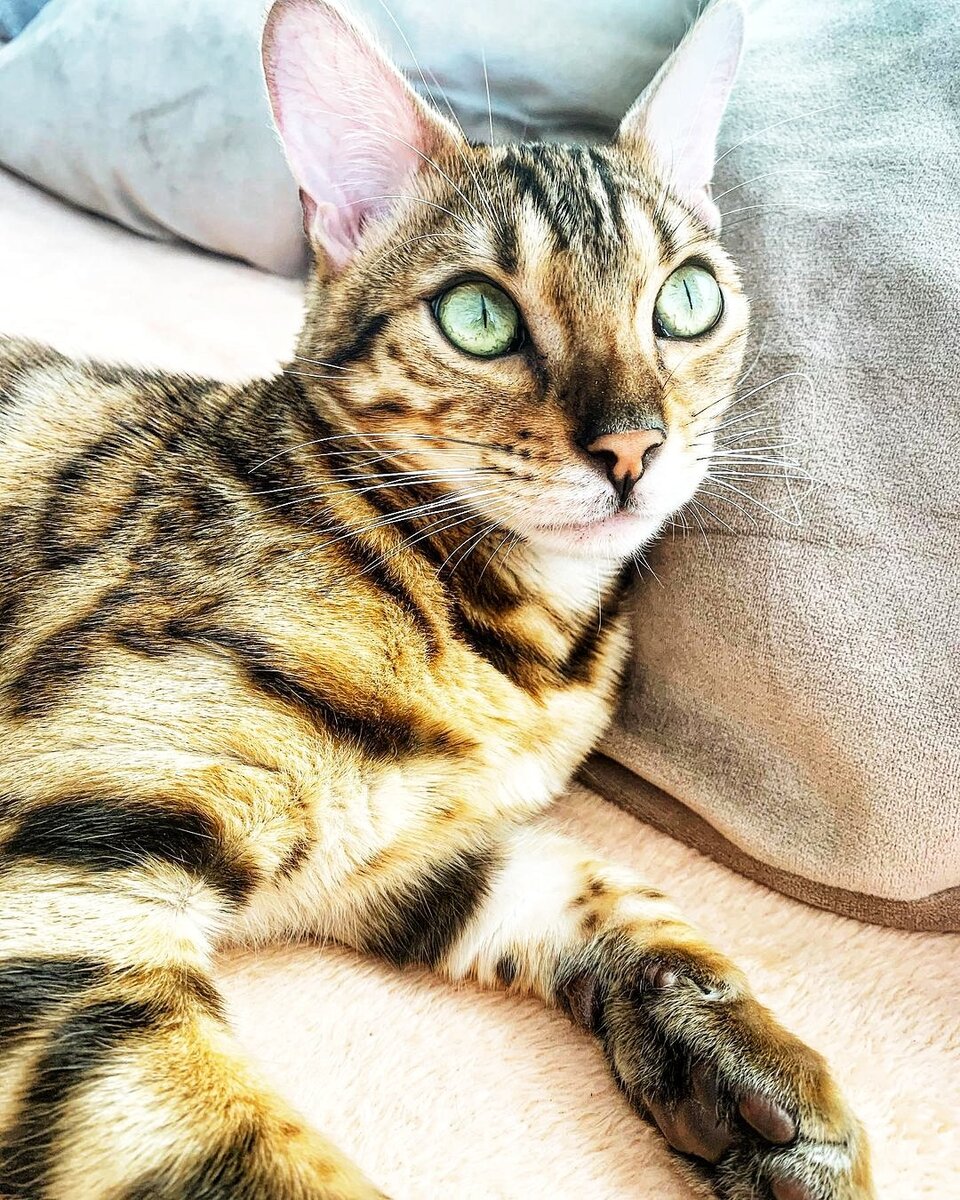 Источник фото inst: gustavcaat 