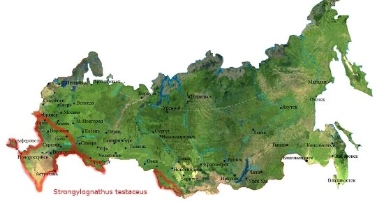 Карта обитания данного вида.