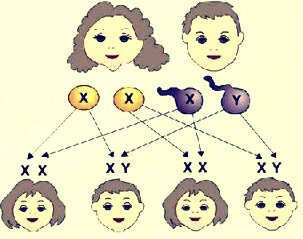Именно хромосомы мужчины определяют пол ребенка