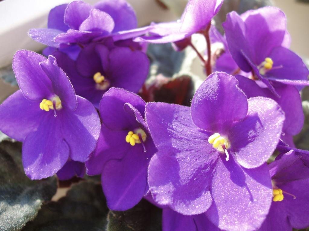 Вот такую красавицу очень легко вырастить из листочка.