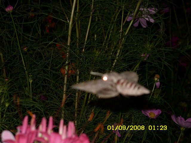 Мотылек в полете.