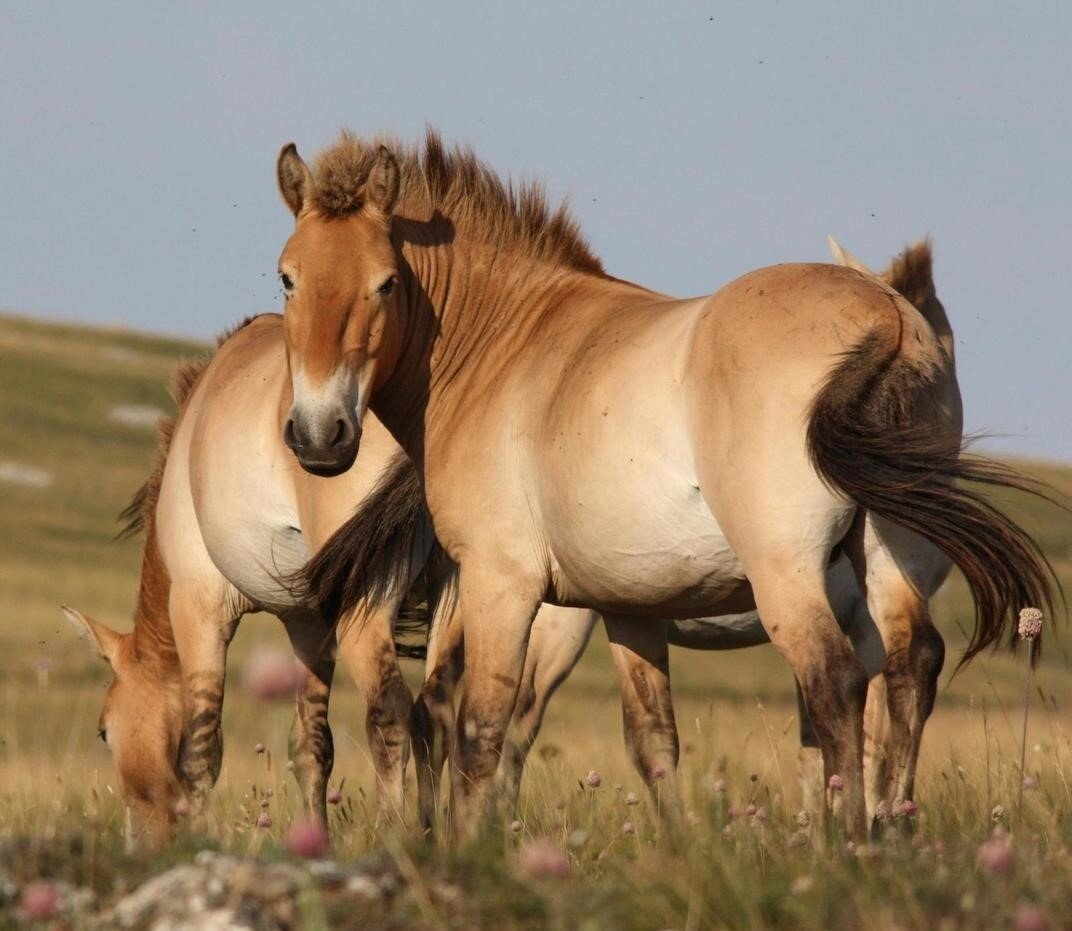Монгольская лошадь удивженно смотрит на отрицающего нашествие монголов.