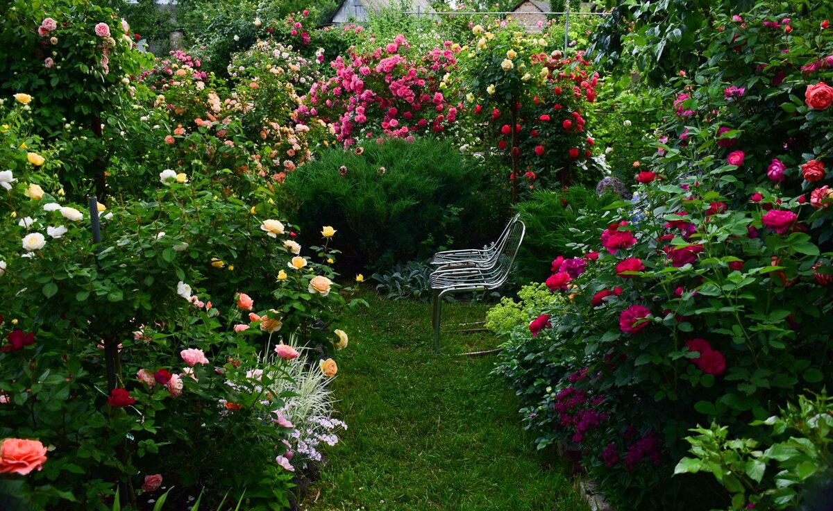 Розовый сад Галины Баскаковой