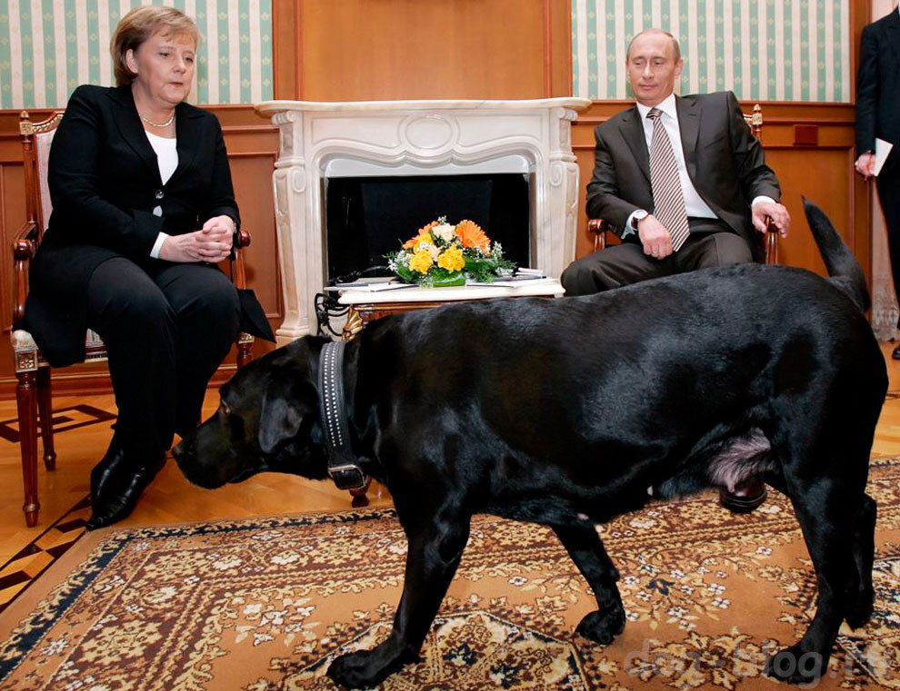 Конни, А. Меркель, В. Путин (источник фото: dog-blog.ru)