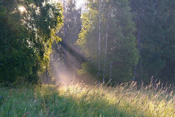 Русский лес. 