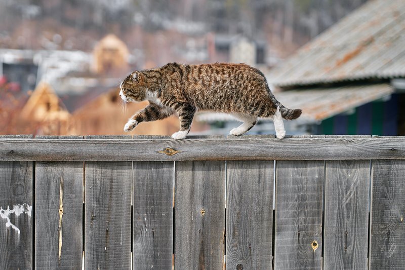 Aleksandr Nadyojin / Pexels