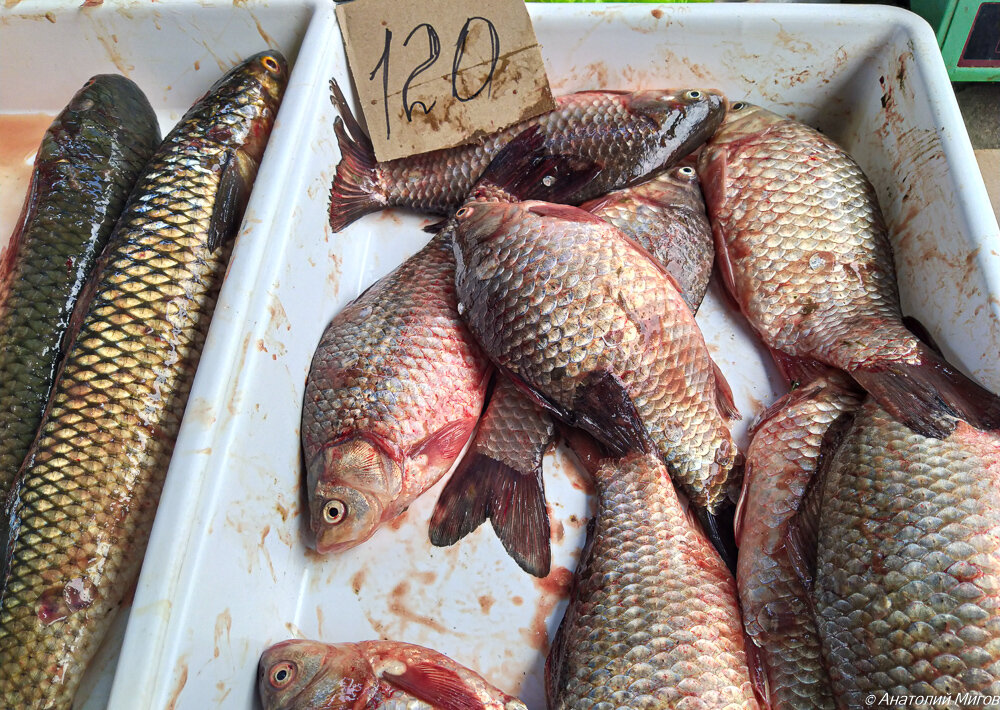 На фото: слева пеленгас, справа карасики.