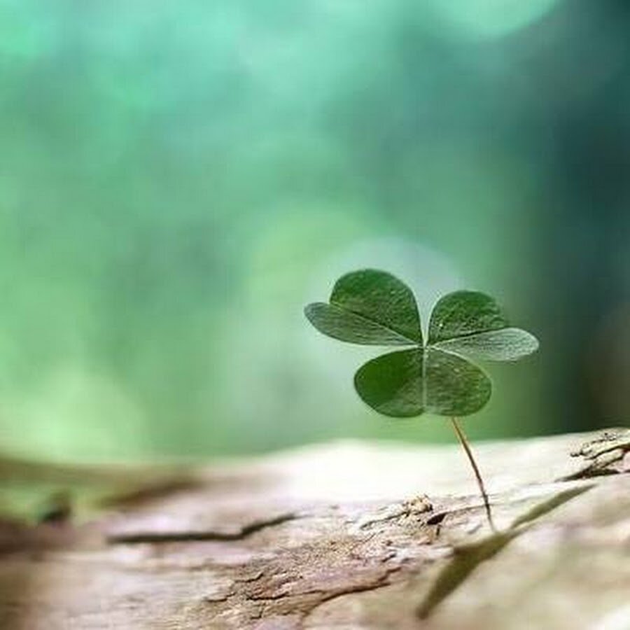 Просто картинка для красоты, настроения и радости. Из свободного доступа в сети Интернет.