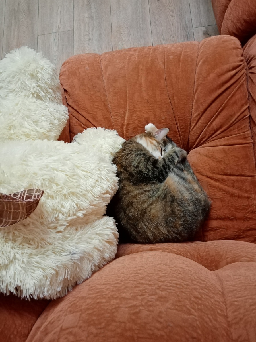 Кошка Гайка. Спит!)