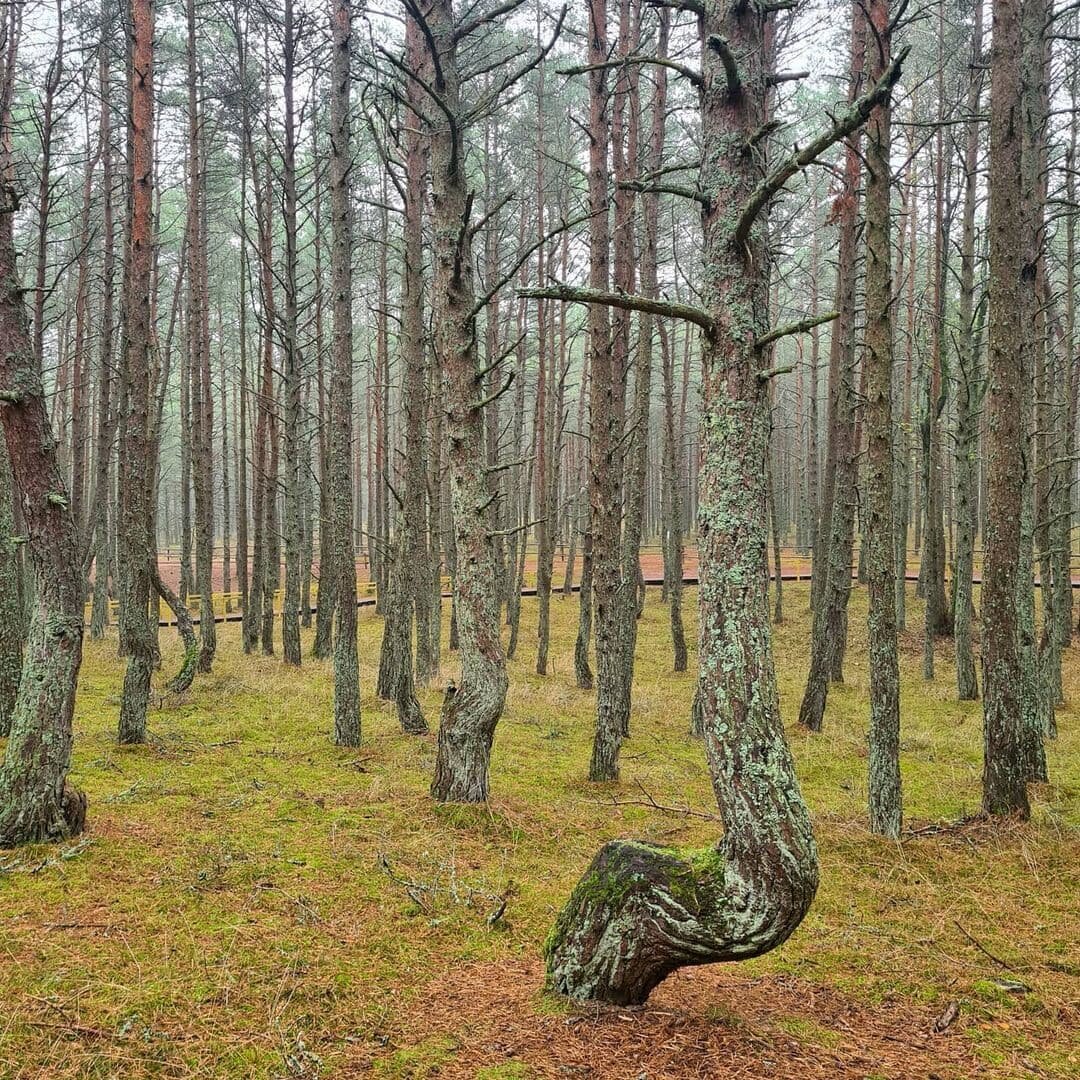 Танцующий лес