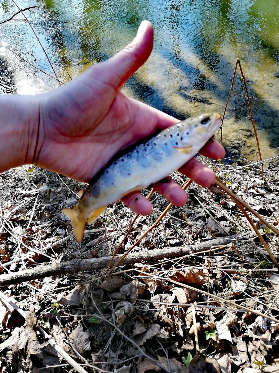 Первая форель 2021 года.