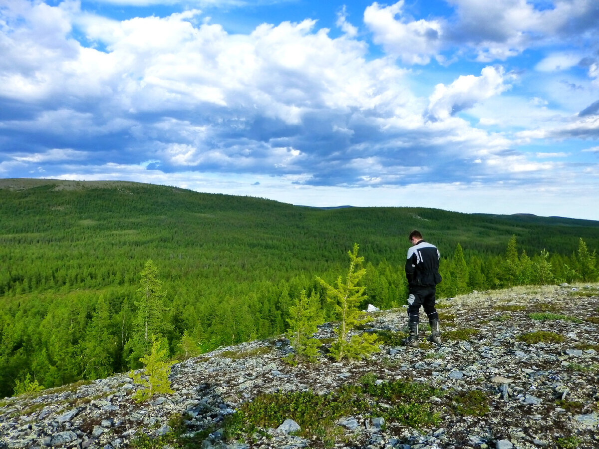Море тайги песня. Медведь в лесу. Море тайги песня. Бескрайним зеленым морем тайги. Море тайги.