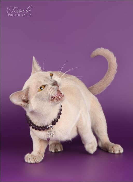Jasper Burmese cats - NW, SC Sabokah Pandora, DVM & DSM