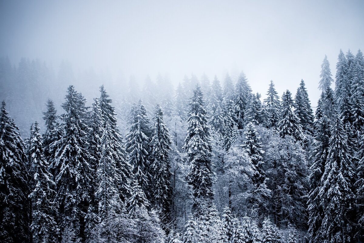 Яндекс.Картинки