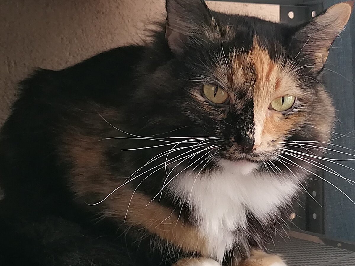 Ленточкииии...