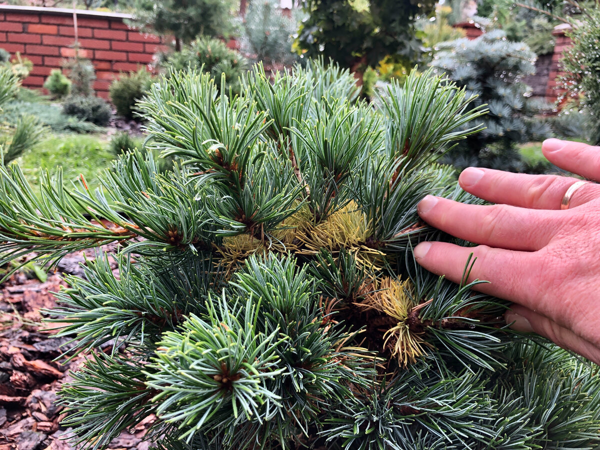 Питомника русинова. Pinus parviflora Hagoromo. Pinus parviflora Bergman. Хвоепад. Русинов сад питомник каталог.