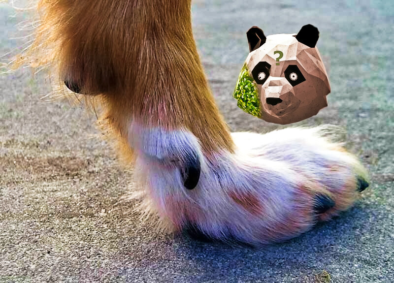 Сегодня было замечено, как голова летала возле собачей лапы (не показывайте НТВ):